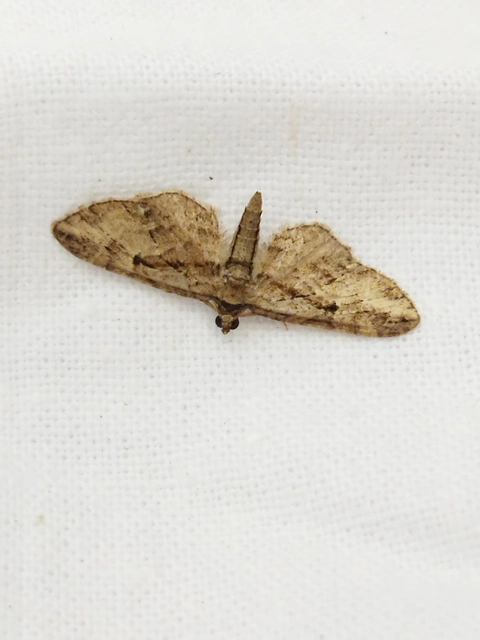 Eupithecia ericeata - feketefenyő-törpearaszoló