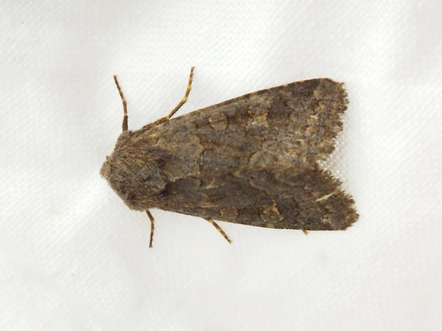 Aporophyla lutulenta - sziki őszibagoly