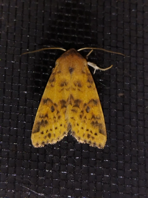 Cirrhia gilvago - foltos sárgabagoly