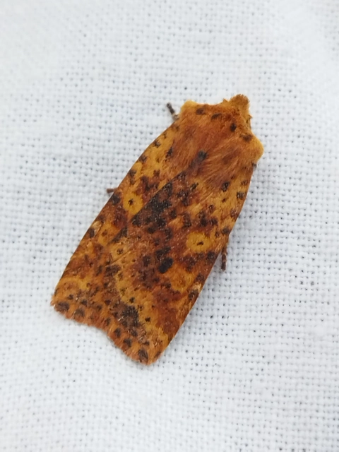Conistra rubiginea - vörös őszibagoly