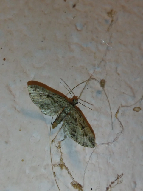 Eupithecia ericeata - feketefenyő-törpearaszoló