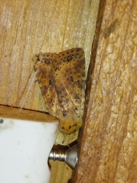 Conistra rubiginea - vörös őszibagoly