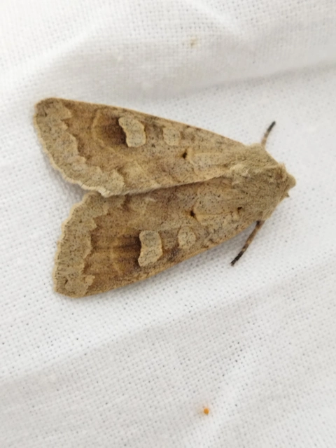 Ammoconia caecimacula - szürke őszibagoly