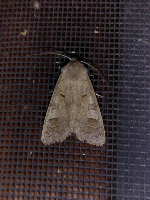 Ammoconia caecimacula - szürke őszibagoly
