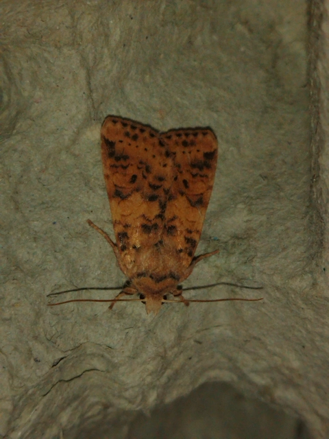 Cirrhia gilvago - foltos sárgabagoly