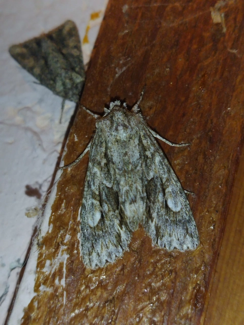 Meganephria bimaculosa - kétfoltos szilbagoly