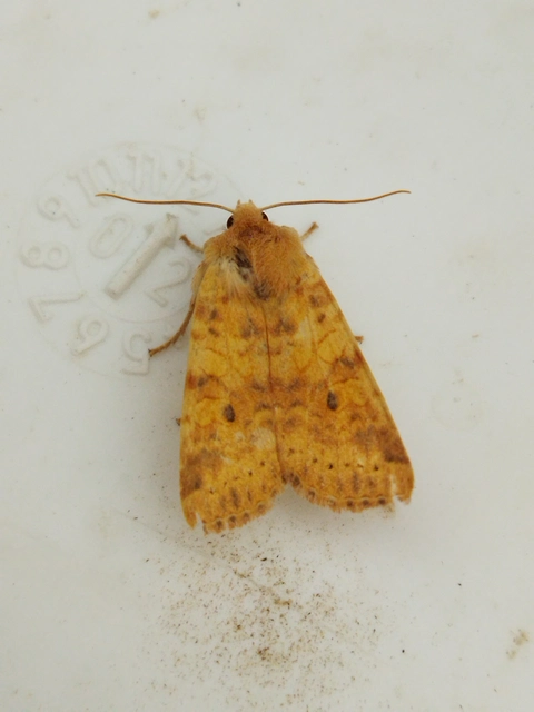Cirrhia gilvago - foltos sárgabagoly