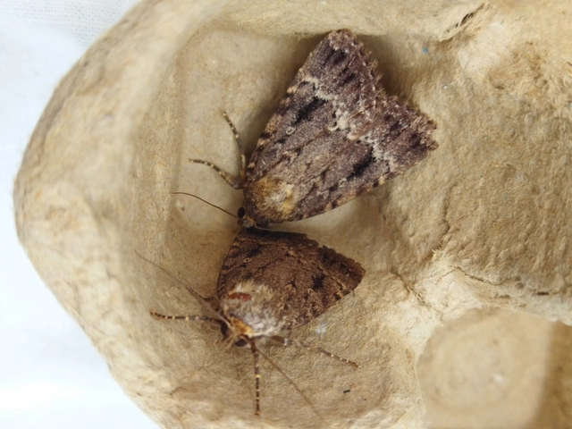 Amphipyra berbera/pyramidea