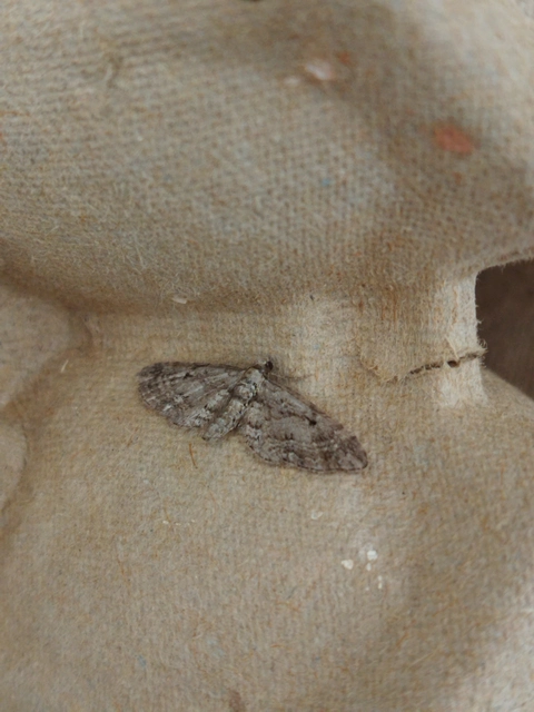 Eupithecia pusillata - lucfenyő-törpearaszoló