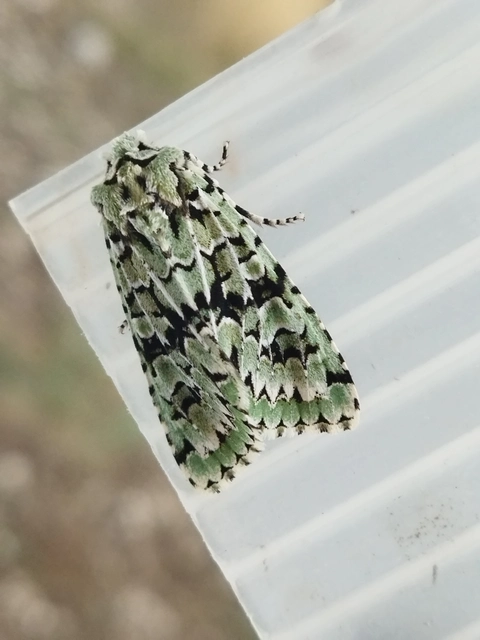 Griposia aprilina - őszi zöldbagoly