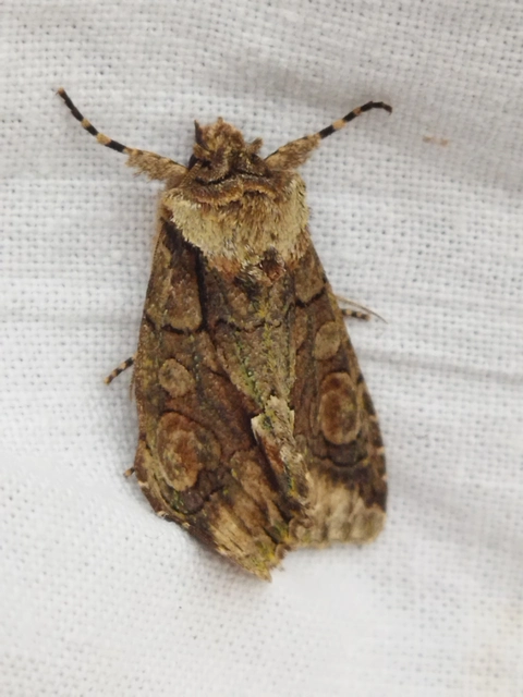 Allophyes oxyacanthae - galagonyabagoly