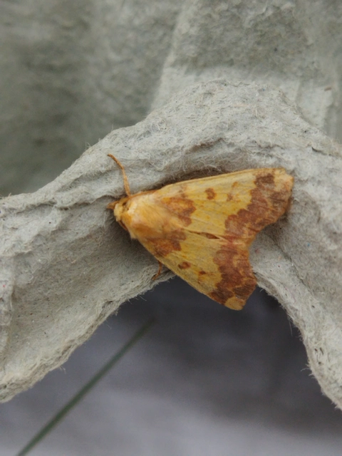 Tiliacea aurago - aranyló sárgabagoly