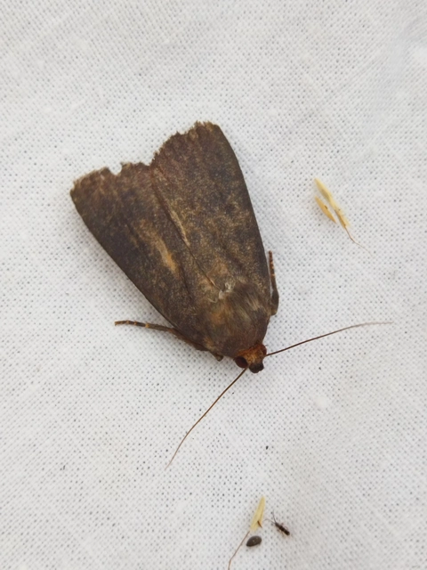 Amphipyra livida - zsírfényű bagoly