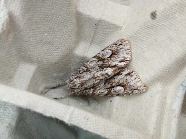 Meganephria bimaculosa - kétfoltos szilbagoly