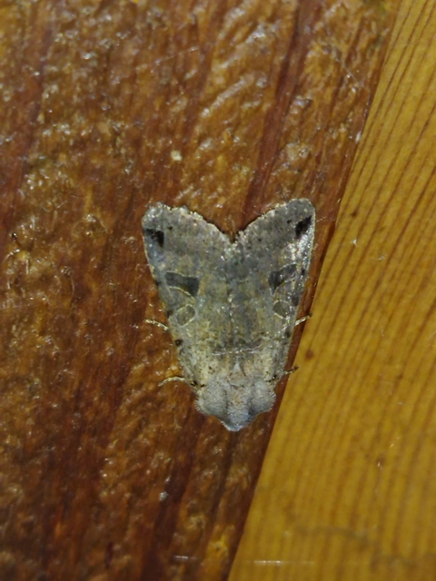 Anchoscelis litura - tarka őszibagoly