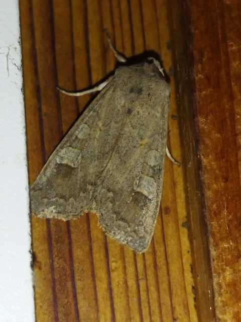 Ammoconia caecimacula - szürke őszibagoly
