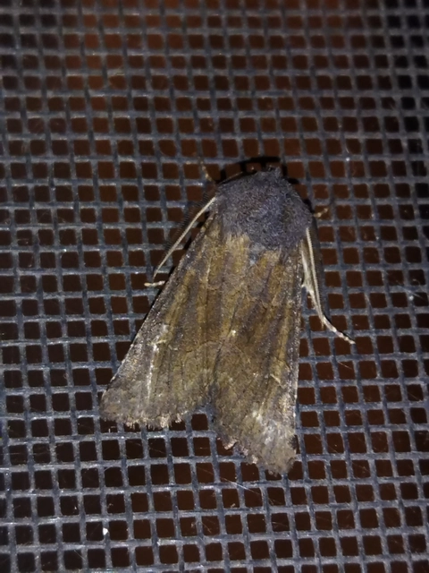 Aporophyla lutulenta - sziki őszibagoly