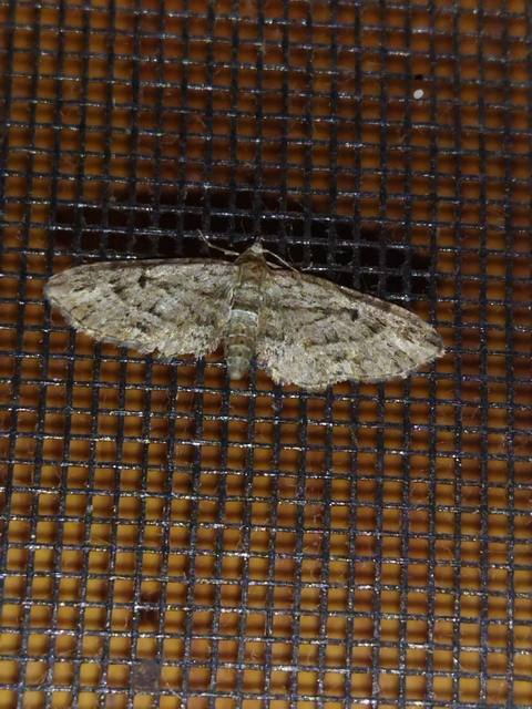 Eupithecia pusillata - lucfenyő-törpearaszoló