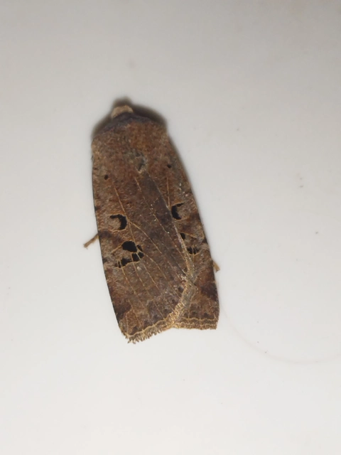 Conistra rubiginosa - szürke télibagoly