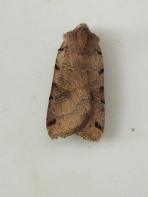 Anchoscelis litura - tarka őszibagoly