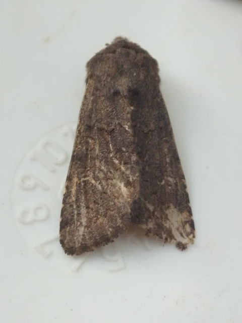 Aporophyla lutulenta - sziki őszibagoly