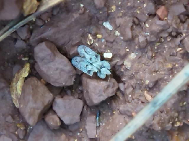 Corythucha arcuata - tölgy-csipkéspoloska