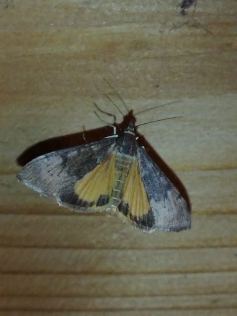 Uresiphita gilvata - feketeöves dudvamoly
