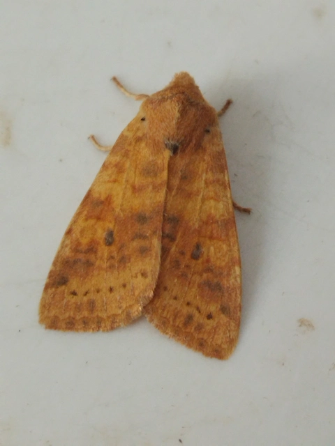 Cirrhia gilvago - foltos sárgabagoly