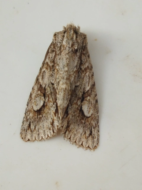 Meganephria bimaculosa - kétfoltos szilbagoly