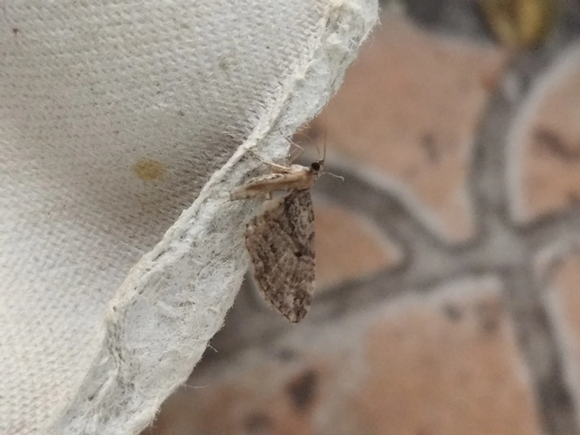 Eupithecia pusillata - lucfenyő-törpearaszoló