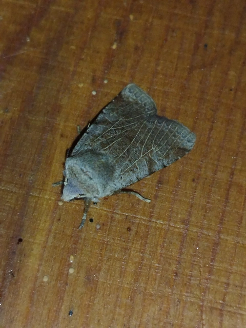Conistra rubiginosa - szürke télibagoly