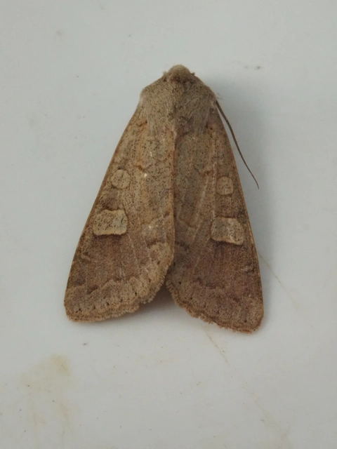 Ammoconia caecimacula - szürke őszibagoly
