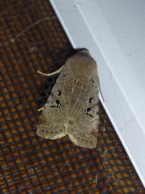 Conistra rubiginosa - szürke télibagoly