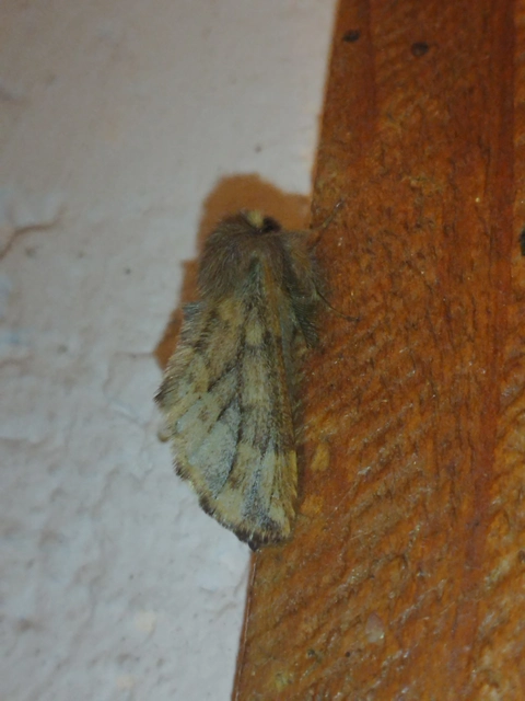 Ptilophora plumigera - tollas púposszövő
