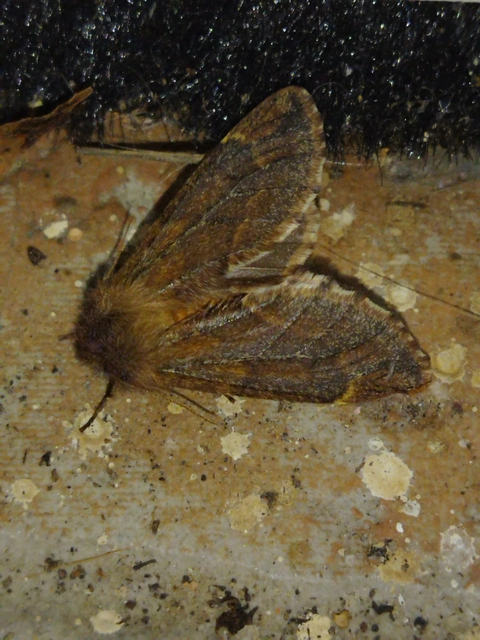 Ptilophora plumigera - tollas púposszövő