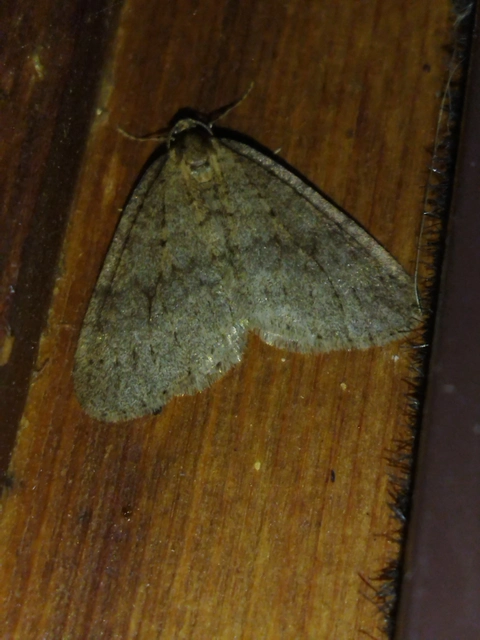 Operophtera brumata - kis téliaraszoló