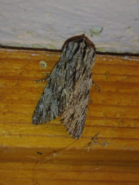 Asteroscopus sphinx - csillagnéző bundásbagoly