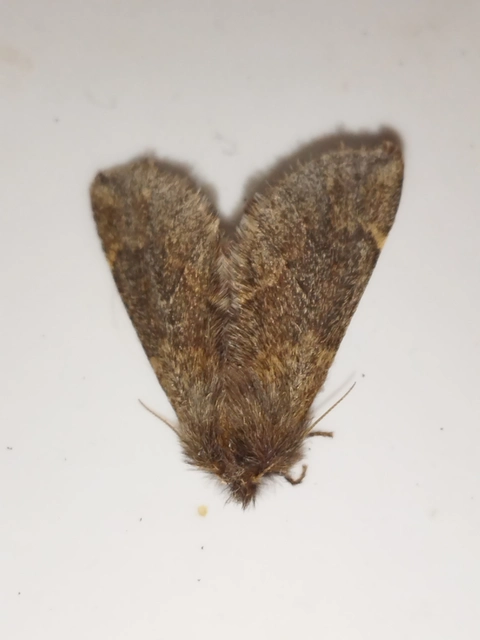 Ptilophora plumigera - tollas púposszövő