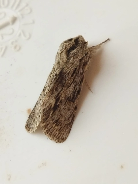 Asteroscopus sphinx - csillagnéző bundásbagoly