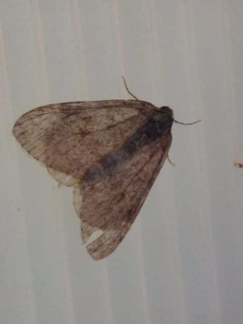 Epirrita christyi/dilutata