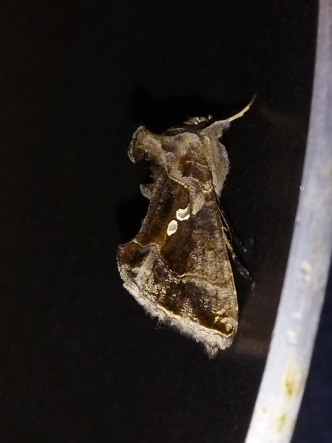 Chrysodeixis chalcites - déli aranybagoly