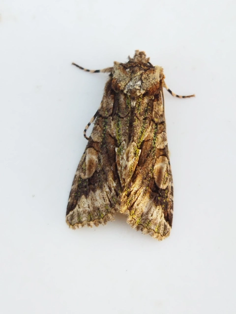 Allophyes oxyacanthae - galagonyabagoly