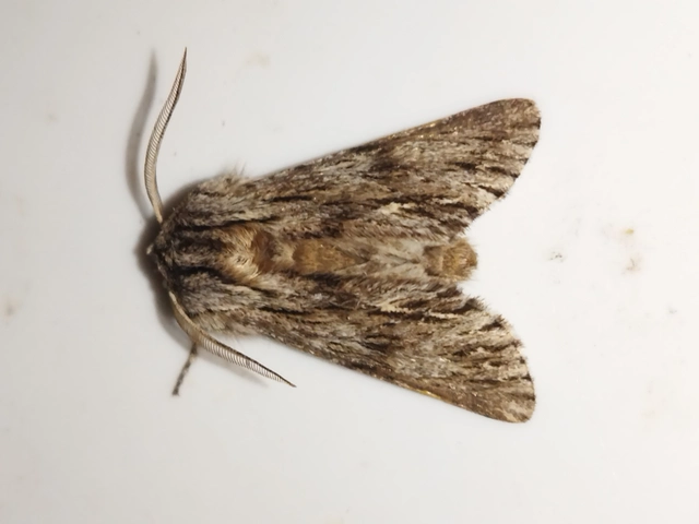 Asteroscopus sphinx - csillagnéző bundásbagoly