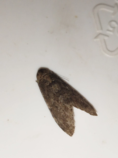 Epirrita christyi/dilutata