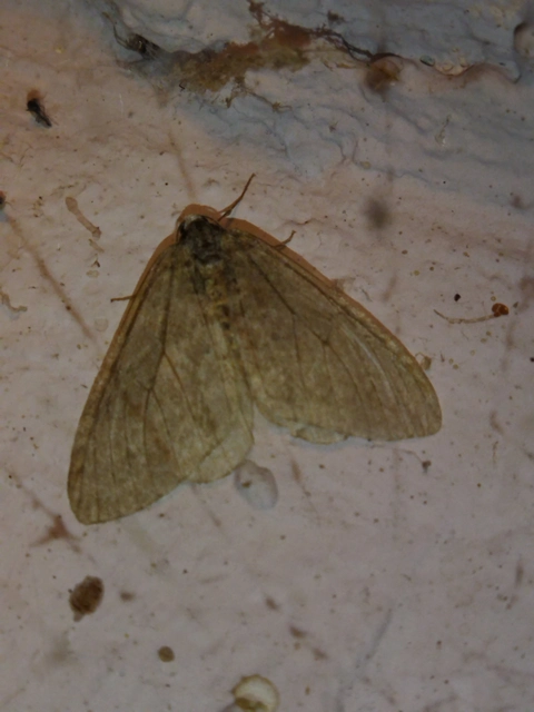 Epirrita christyi/dilutata