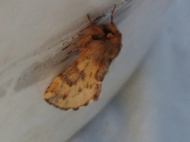 Ptilophora plumigera - tollas púposszövő