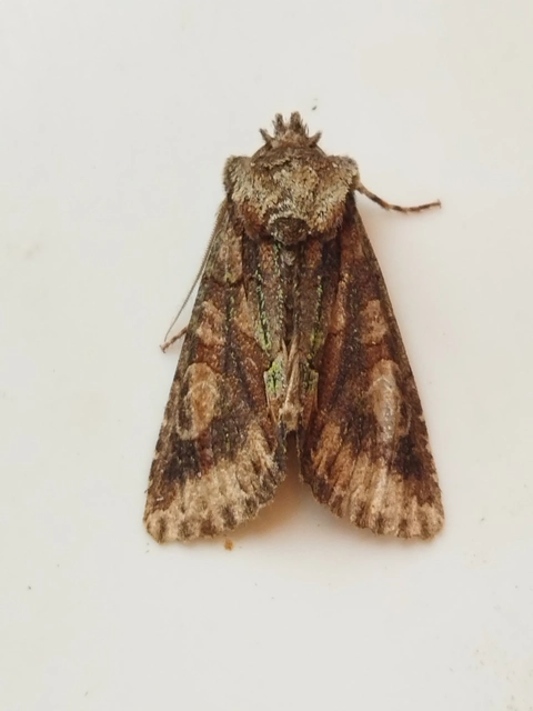 Allophyes oxyacanthae - galagonyabagoly