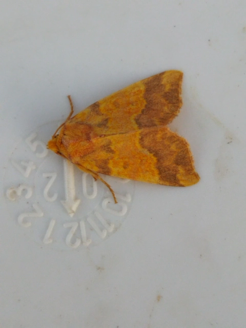 Tiliacea aurago - aranyló sárgabagoly