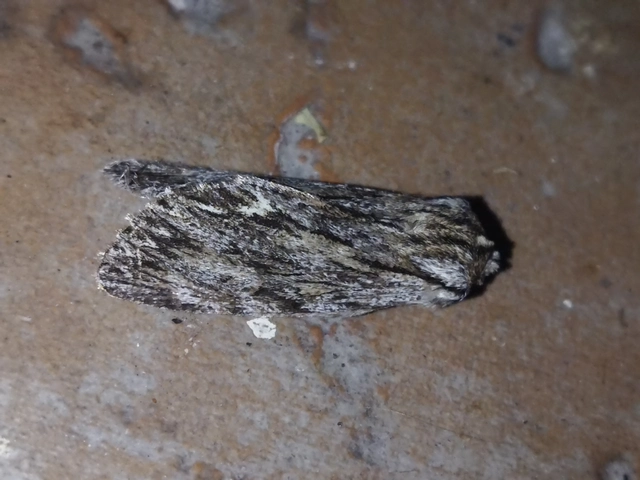 Asteroscopus sphinx - csillagnéző bundásbagoly