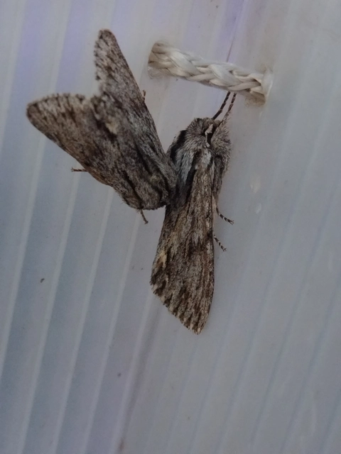 Asteroscopus sphinx - csillagnéző bundásbagoly